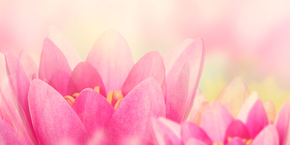 Lotusblüte